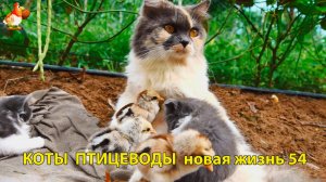 Коты птицеводы со своими подопечными 😹🐈🐈 Новая жизнь – выпуск (54) ❣️🤗😂