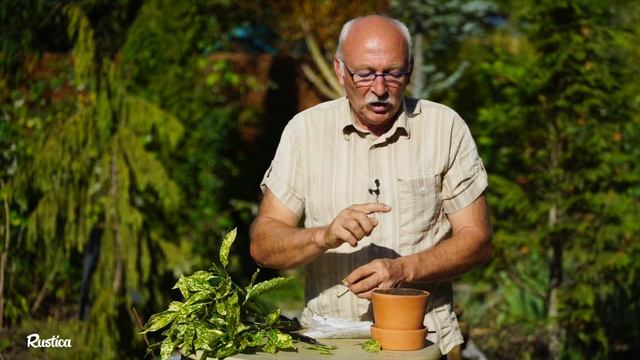 Comment bouturer aucuba смотреть онлайн