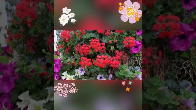 Цветы Осени 💐🌸🌺🌼 / Flowers of the Autumn 🌼💐🌸🌺 смотреть онлайн