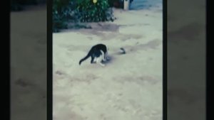 🐈Кошка против 👈 👉 кобра змея 🐍