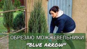 ОБРЕЗКА МОЖЖЕВЕЛЬНИКА СКАЛЬНОГО "BLUE ARROW" 12.03.2025г.