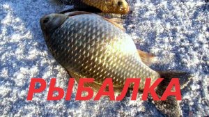 Зимняя рыбалка на карася на тягу на Алтае 2025