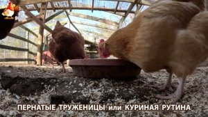 Куры несушки свободного выгула и их обычная куриная рутина – эпизод (92)