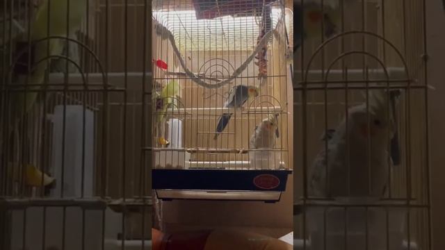 птенцы карелла , две недели 😃 смотреть онлайн