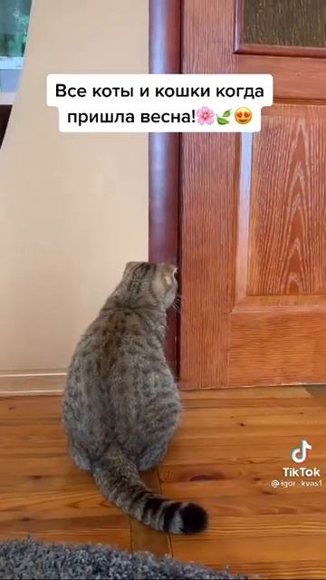Все коты и кошки когда пришла весна! 🐱🐈🐱🐈 🐱🐈 смотреть онлайн