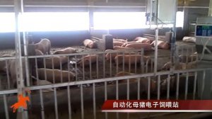 Оборудование для свиноводства от компании  Big Herdsman Ukraine