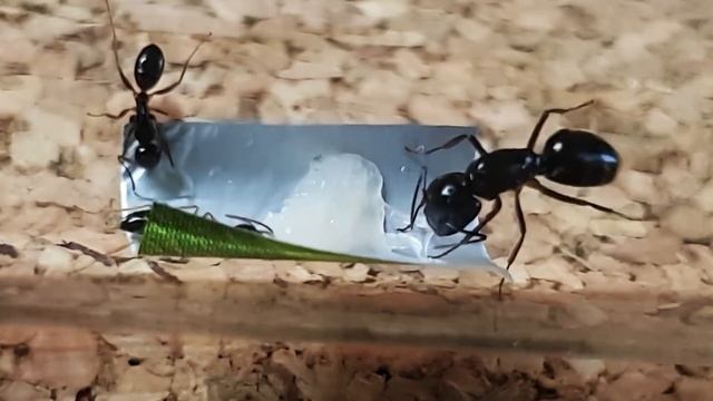 🐜 Camponotus fallax Królowa & Filet z kurczaka [Tydzień 40] смотреть онлайн