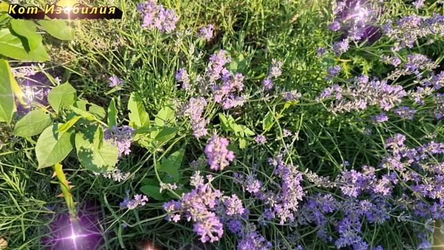 Иголку хранить нужно только так. Как правильно хранить иголку? смотреть онлайн