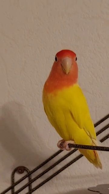 Неразлучник. И боится, и ругается!😁 смотреть онлайн