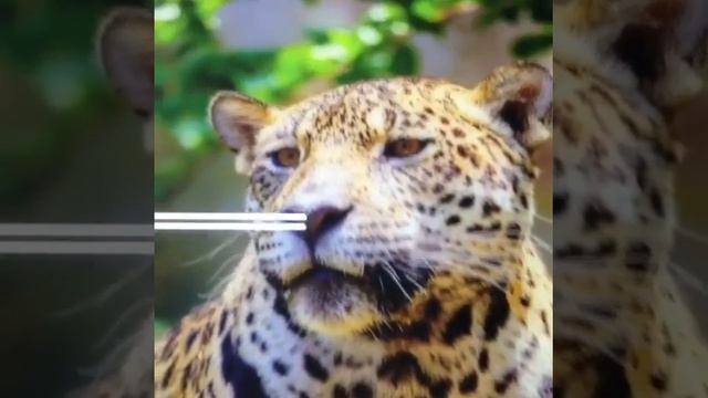 Уф-печать на стекле в г. Кемерово стекло для шкафа-купе