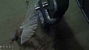 コンドロクラディア・リラ　chondrocladia lyra