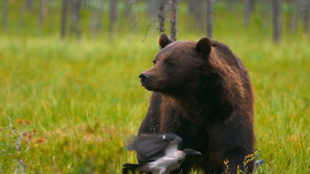 12K HDR 120fps Dolby Vision with Calming Music (Wildlife Animals) смотреть онлайн