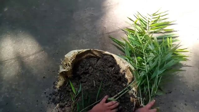 ginger harvest 1year later in home garden // ginger plant in cement packet смотреть онлайн