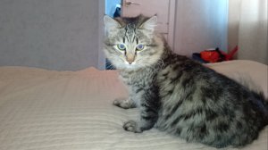 Схватка с КотоПсом