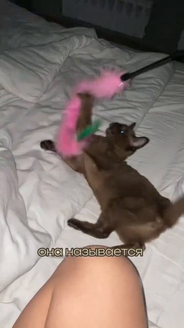 А какое у вас СЧАСТЬЕ?✨ #бурма #бурманскаякошка #бурмасоболь #нск #питомникбурма смотреть онлайн