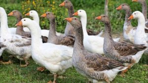 Звуки Гусей. Как говорит Гусь