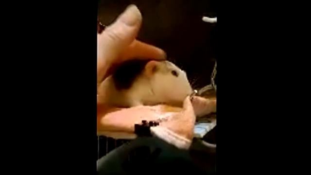 Пюша гладится смотреть онлайн