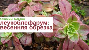 №216 Леукоблефарум: весенняя обрезка