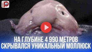 На глубине 4990 м нашли моллюска-феникса: его секрет изменит мир?