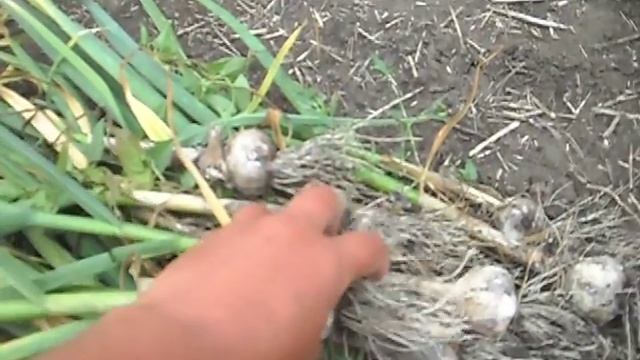 Уборка озимого чеснока на продажу.