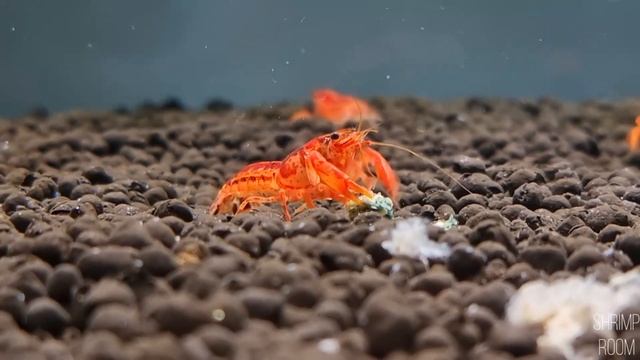 Mini Raczki Orange CAMBARELLUS смотреть онлайн