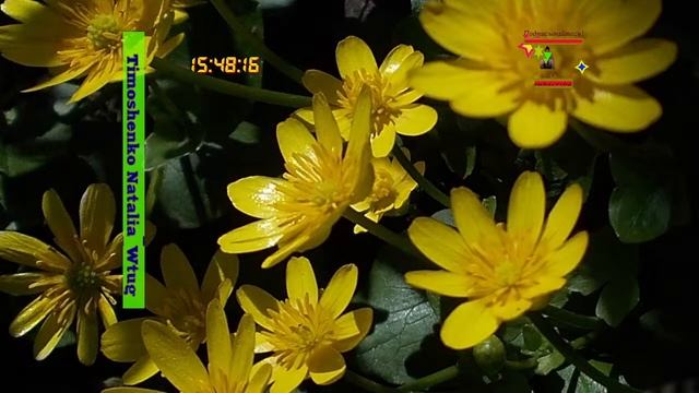 #желтые #цветы #музыка #счастья 09|03|2024 #Проведёмчасысчастьявместе |138|