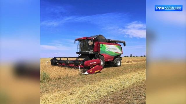 В Целинном районе завершилась уборка зерновых смотреть онлайн