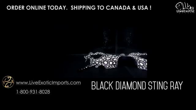 LEI - LiveExoticImports - Black Diamond Sting Rays смотреть онлайн