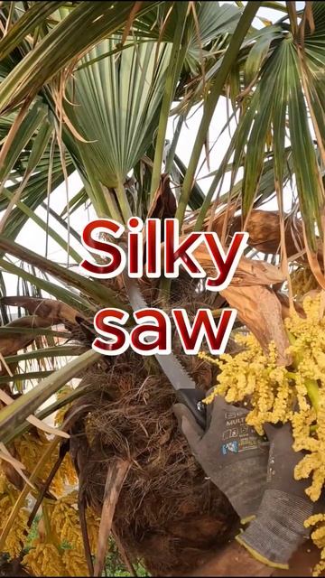 shinny palm #treecare #arborist #gardentools #montenegro #palmtrees #skinny #pruning #wobble