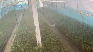 Подвой для черешьни Всл-2 черенкование гилас тамыры