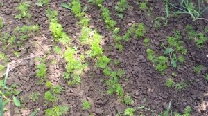 ВСХОДЫ ОЗИМОЙ МОРКОВИ ПРЕВЗОШЛИ НАШИ ОЖИДАНИЯ