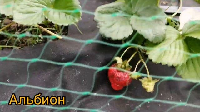 Клубника на Северо-Западе в августе. #сортаклубники #клубниканасевере