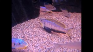 Tanganyika Planet - Enantiopus melanogenys kilesa