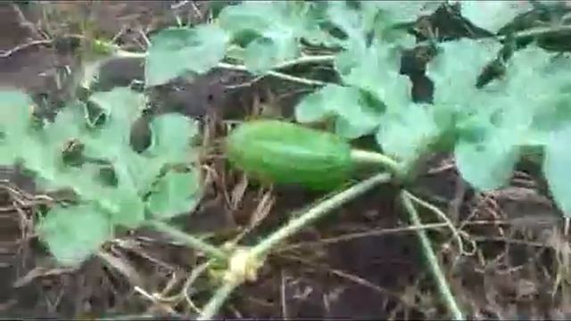 Выращивание арбузов.(опыление вручную) смотреть онлайн