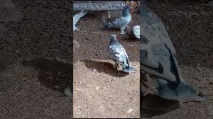 Таджикские голуби Расула, все масти Ленинабадской области и не только.