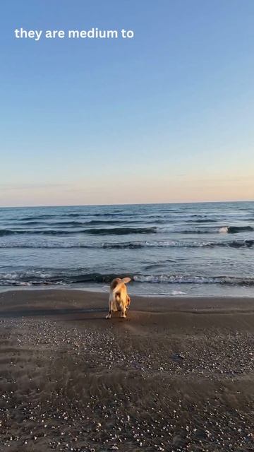 #the #birds #pandaconservation #bigcat #capcut #animals #bluefintuna #cat #dog  #golden #retriever смотреть онлайн