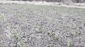 Уход за озимым чесноком и луком весной. Подкормка и обработка ЧЕСНОКА для СУПЕР УРОЖАЯ