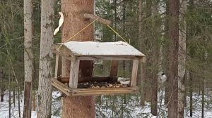 Кормушка в лесу
