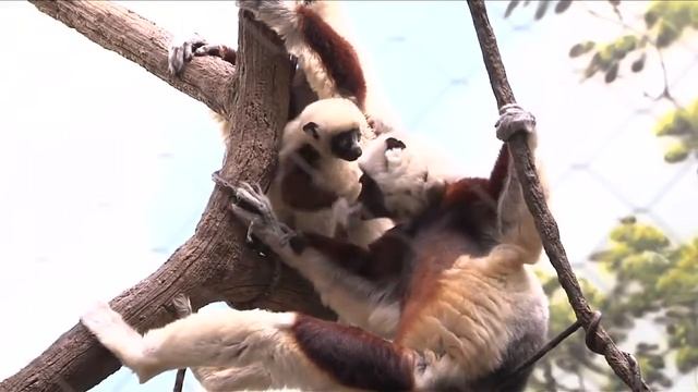 Baby Sifaka Lemur at Bronx Zoo смотреть онлайн