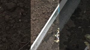посадка вьющейся клубники