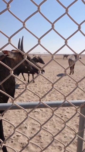 Nilgai antelope смотреть онлайн