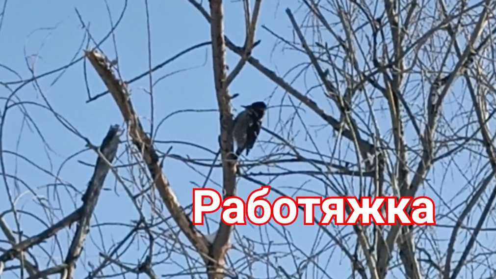 Работяжка