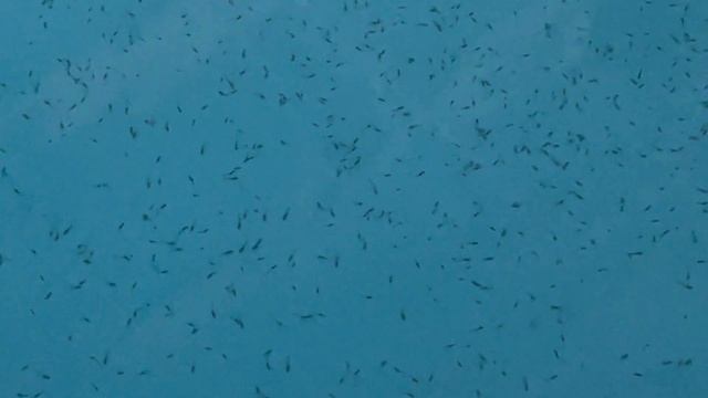 Личинка осетра смотреть онлайн