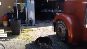 Андрюха испортил краску на Бизоне. Давид Kamaz. Дальнобой по США.