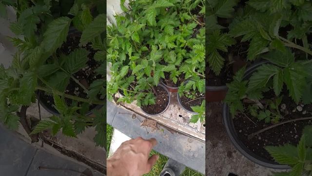Саженцы ежевики Карака Блэк. Весна 2024