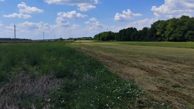 Уборка силоса на зерно! смотреть онлайн