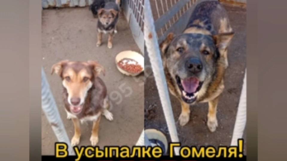 Времени мало! Помогите спасти! Собака-мама с детишками и старый пёс в усыпалке!