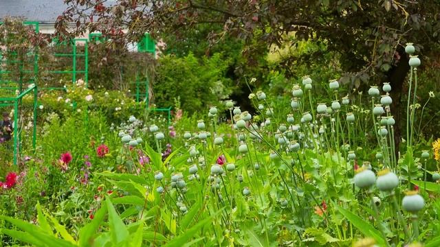 Jardins de Monet, Giverny France смотреть онлайн