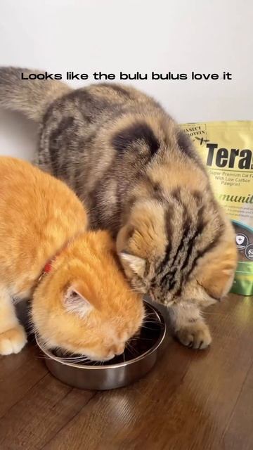 Tera Diet Aqila Testimony смотреть онлайн