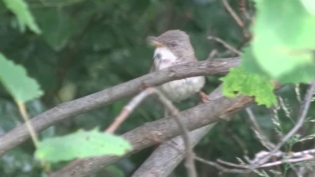 Серая славка 22.06.2023 смотреть онлайн